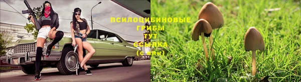 ПСИЛОЦИБИНОВЫЕ ГРИБЫ Заводоуковск